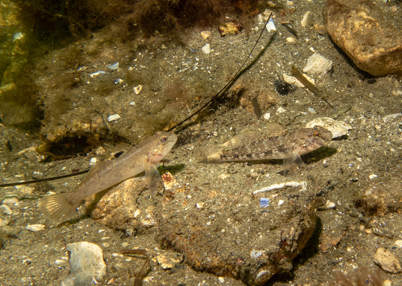NordseeLIFE Erlebe die Faszination Nordsee in 360 Grad!